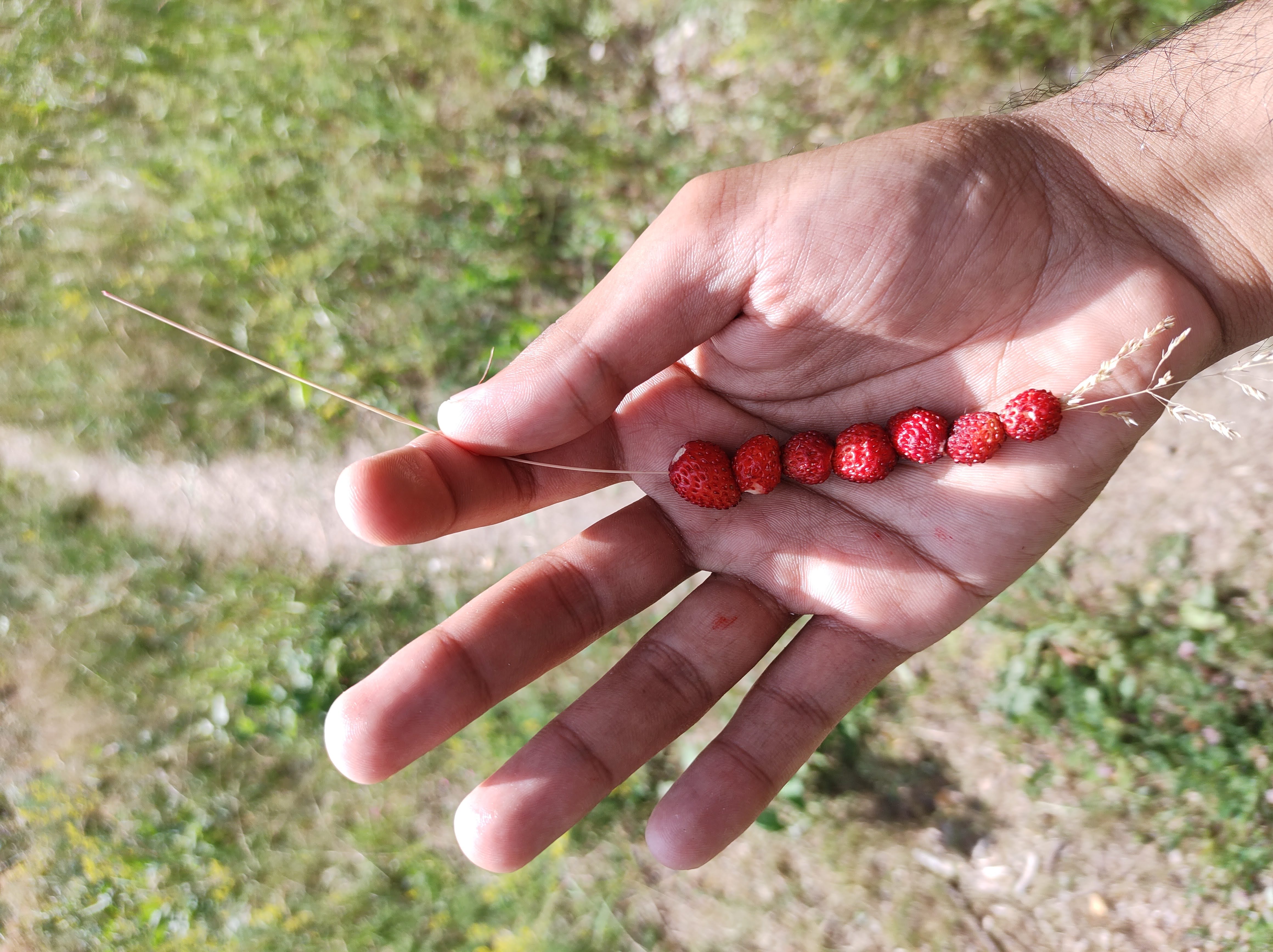 Wild strawberries